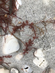 Botryocladia occidentalis