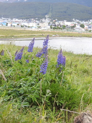 Lupinus polyphyllus