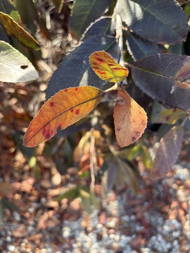 iNaturalist observation photo of Toyon