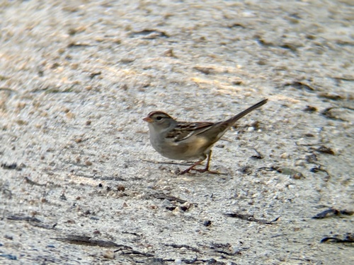iNaturalist observation photo of White-crowned Sparrow
