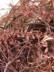 Botryocladia occidentalis