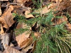 Juniperus