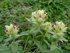 Castilleja pallida