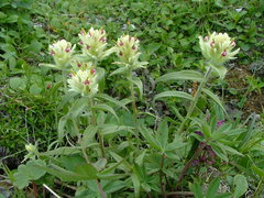 Castilleja pallida