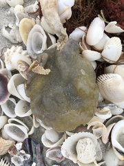 Aplidium stellatum