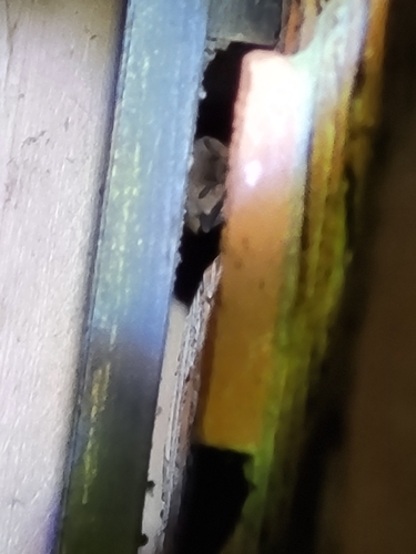 Nathusius' Pipistrelle, 9979 XA Eemshaven, Nederland, photo 5 of 10