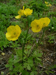 Ranunculus turneri
