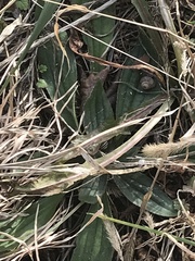 Plantago lanceolata