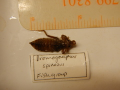 Dromogomphus spinosus