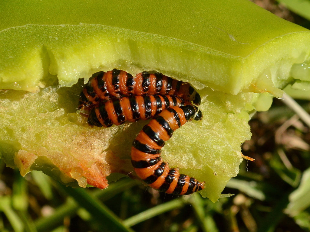 Cactus Moth
