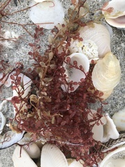 Botryocladia occidentalis