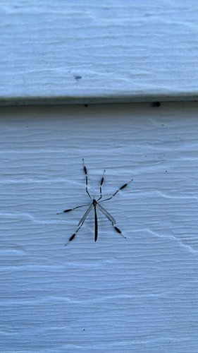 Unknown species found near Gravel St, Hendersonville, NC, US