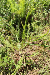 Baccharis trimera
