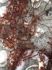 Botryocladia occidentalis