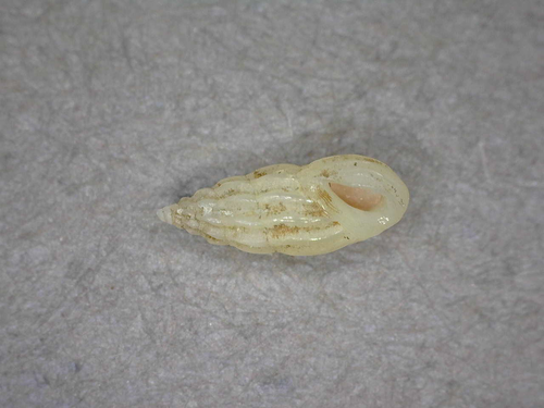 Schwartziella triticea observed 2016-12-09