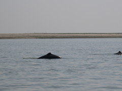 Orcaella brevirostris
