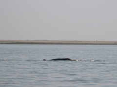 Orcaella brevirostris