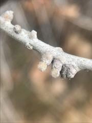 Rhopalomyia chrysothamni