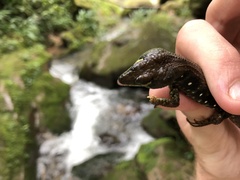 Potamites ecpleopus