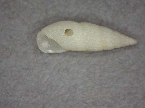 Rissoina ambigua observed 2016-12-09