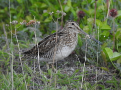 Gallinago magellanica