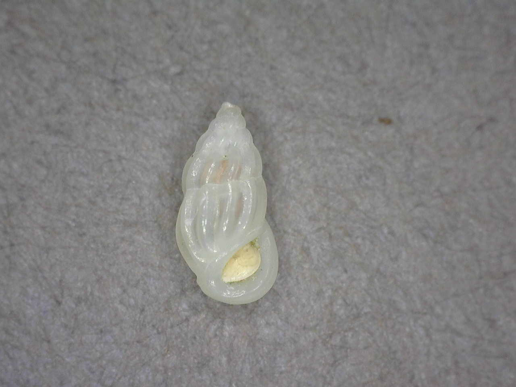 Zebinidae
