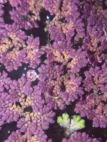 Mexican mosquito fern (Azolla microphylla)