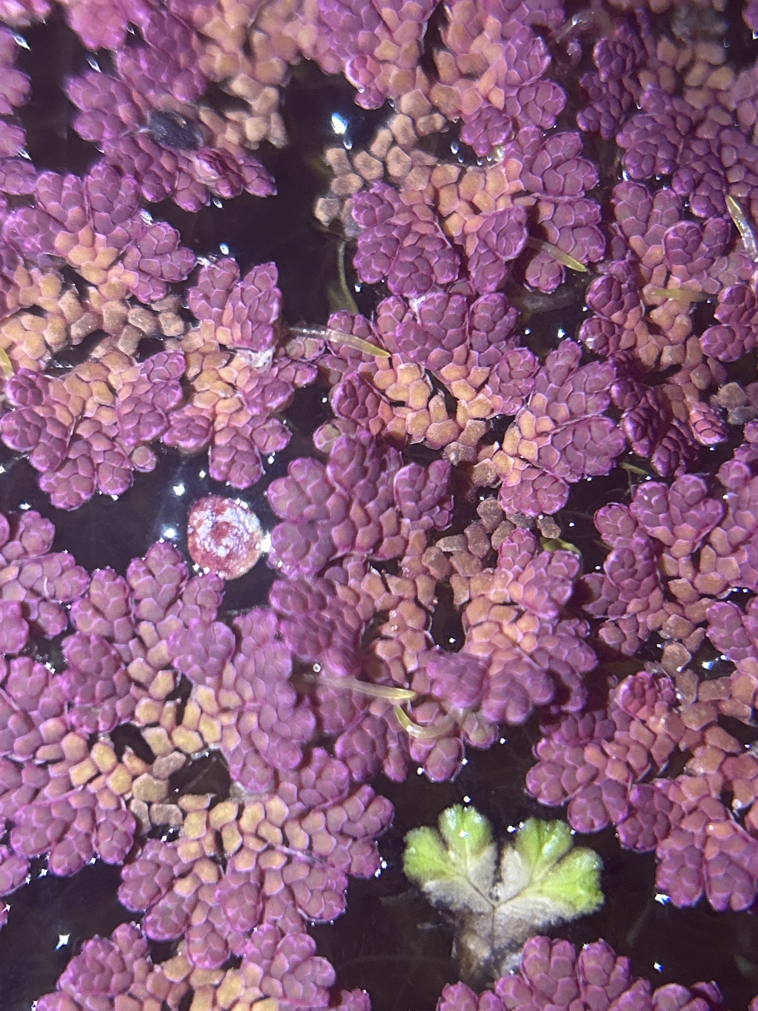 Mexican Mosquito Fern (Azolla microphylla)
