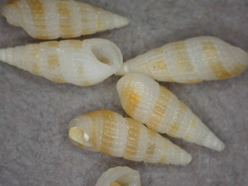Apataxia cerithiiformis observed 2016-12-09