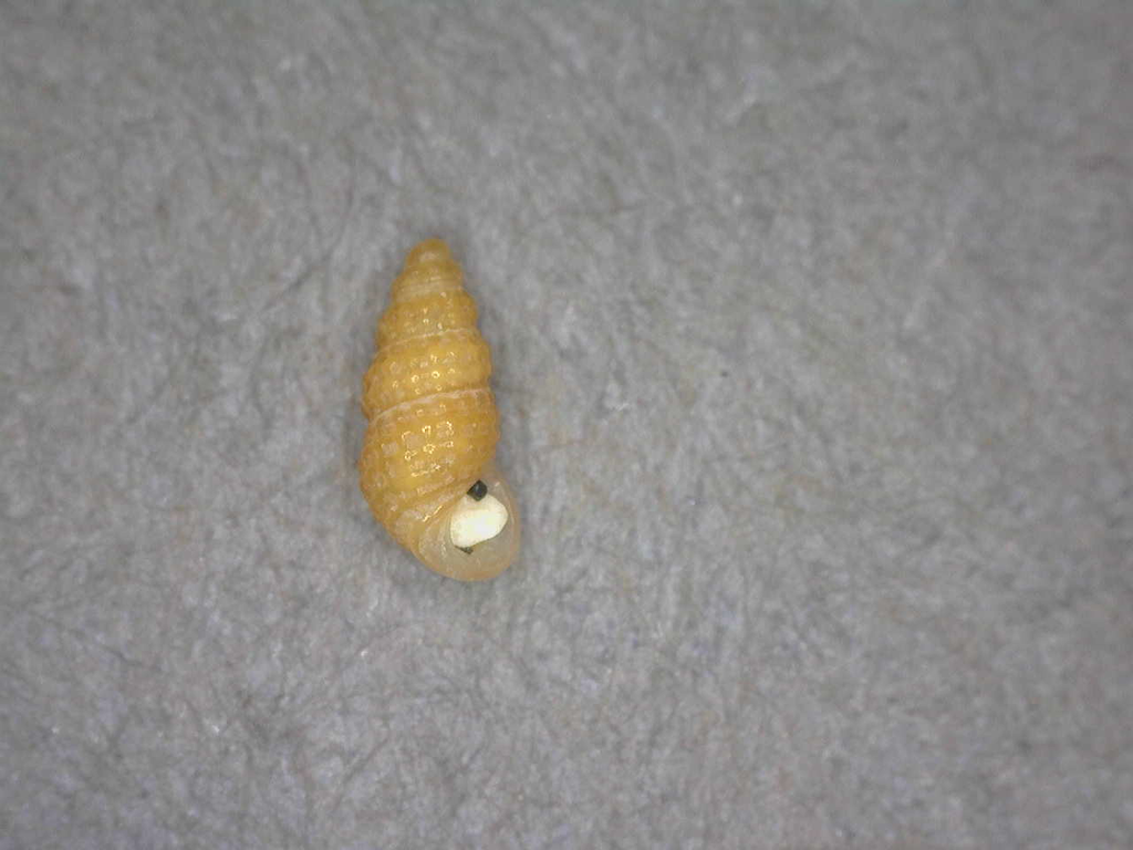 Scaliolidae
