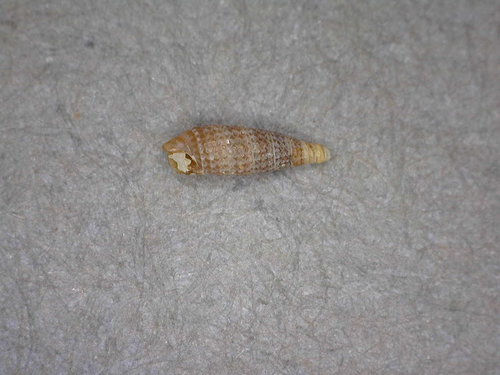 Cerithiopsis observed 2016-12-09