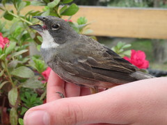 Diuca diuca chiloensis