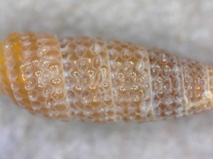 Costulopsis granata