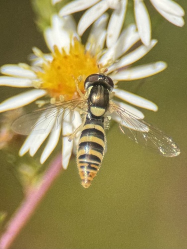 Unknown species found near Thomas Ct, Garner, NC, US