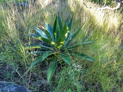Agave bovicornuta