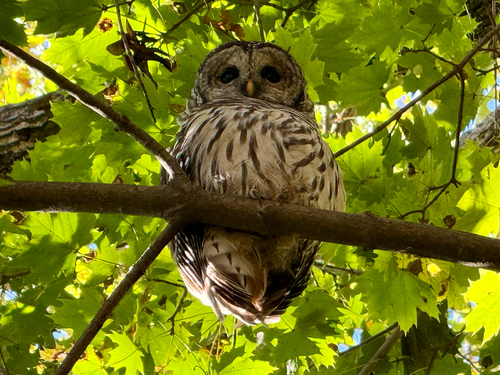 View observation of {o.common_name} on iNaturalist