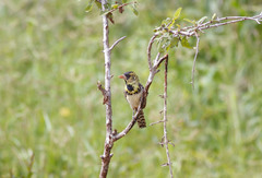 Trachyphonus darnaudii