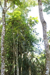 Bathysa australis