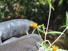 Zinnia angustifolia, photograph (c) Ulises Pinedo, some rights reserved (CC BY)