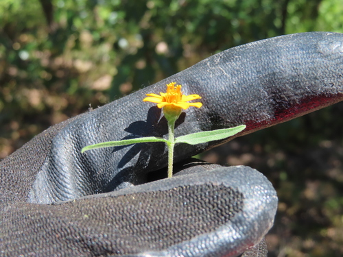 Zinnia angustifolia, photograph 5