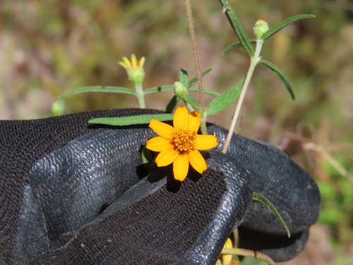 Zinnia angustifolia, photograph 4