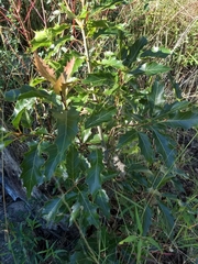 Quercus albocincta