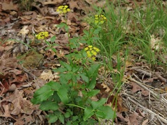 Thaspium trifoliatum aureum