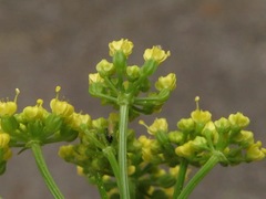 Thaspium trifoliatum aureum