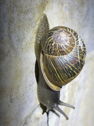 Cornu aspersum