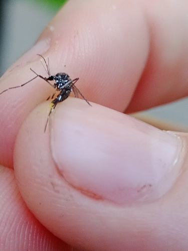 Unknown species found near Brook Creek, Lawrence, KS, USA
