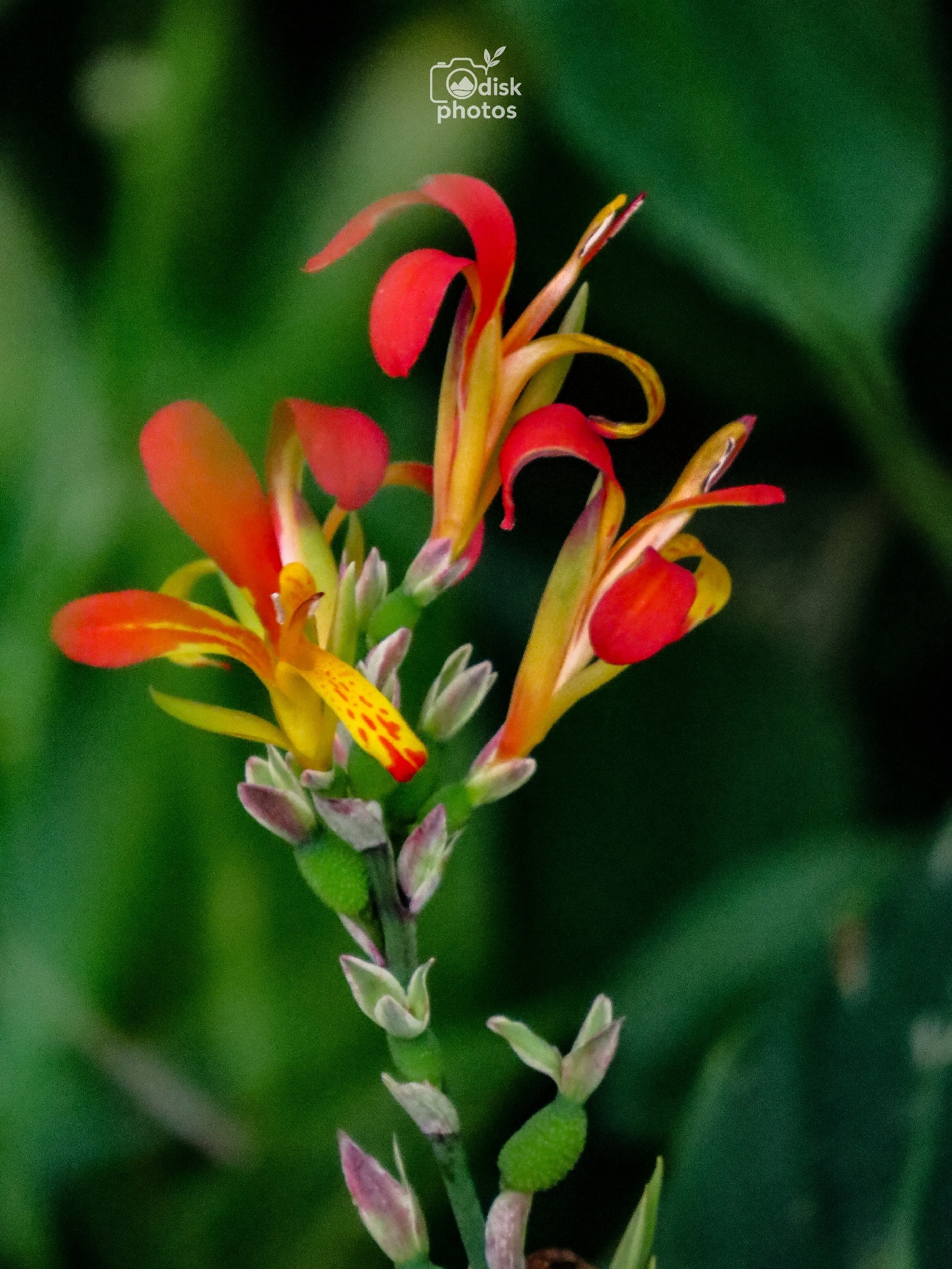 Canna indica