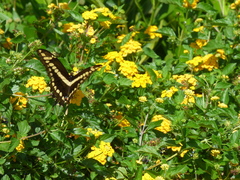 Heraclides thoas brasiliensis