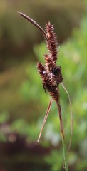 Carex clavata