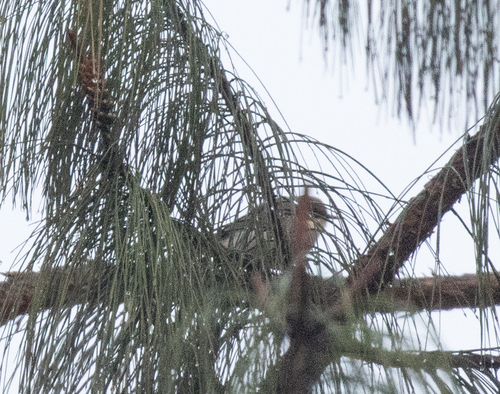 Brown-headed Apalis (Apalis alticola), photo 5
